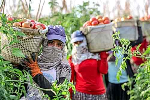 Mevsimlik sebze ve meyve tarımı